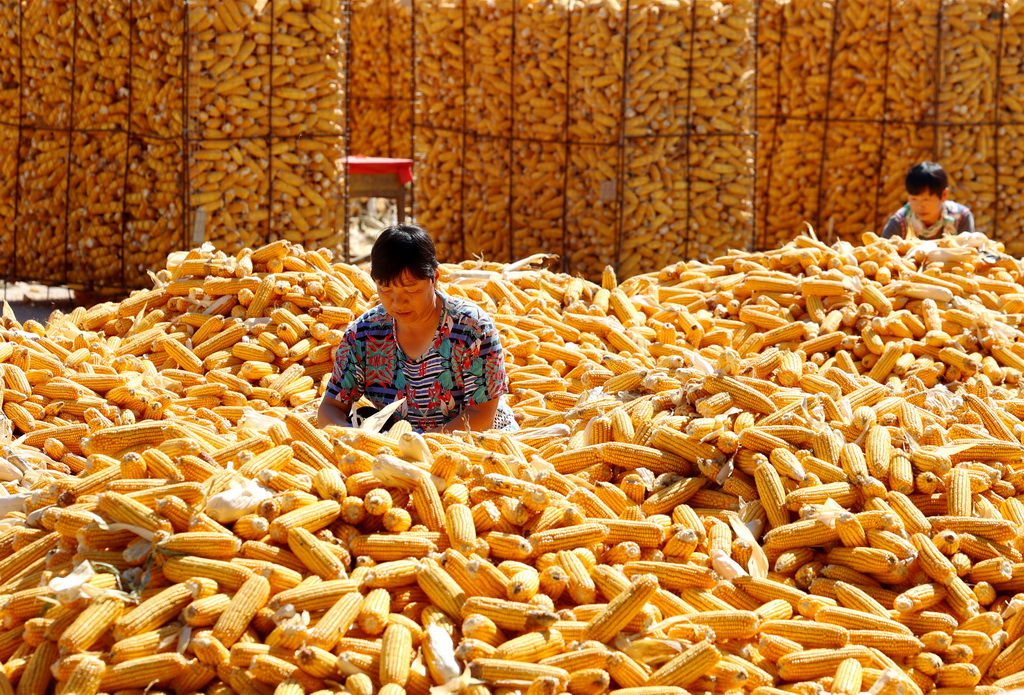 10月9日，河北省晉州市周家庄鄉的農民將收獲的玉米剝皮。新華社記者 楊世堯 攝