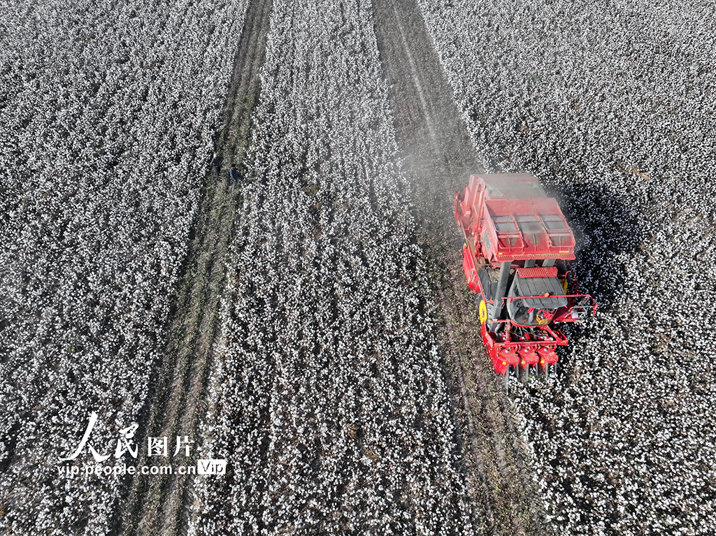 新疆巴州：300余萬畝棉花進入採收期