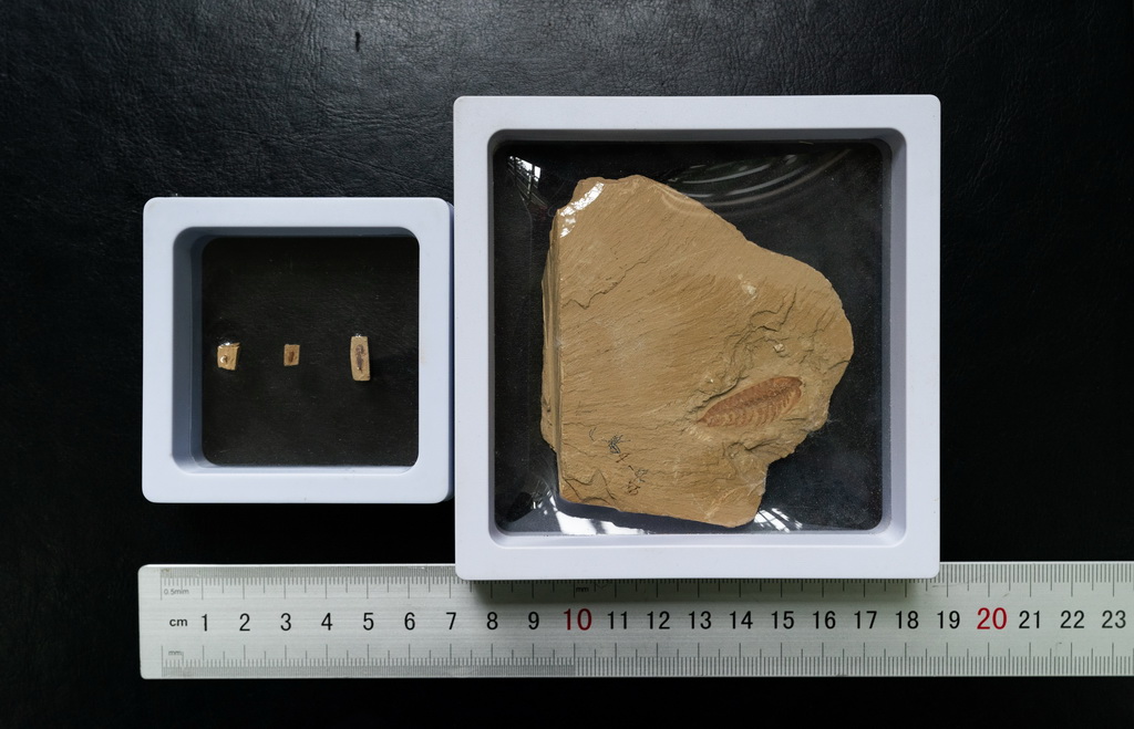 這是10月11日在雲南大學古生物研究院實驗室裡拍攝的名為迷人林喬利虫的化石，從左到右為不同生長時期的迷人林喬利虫。