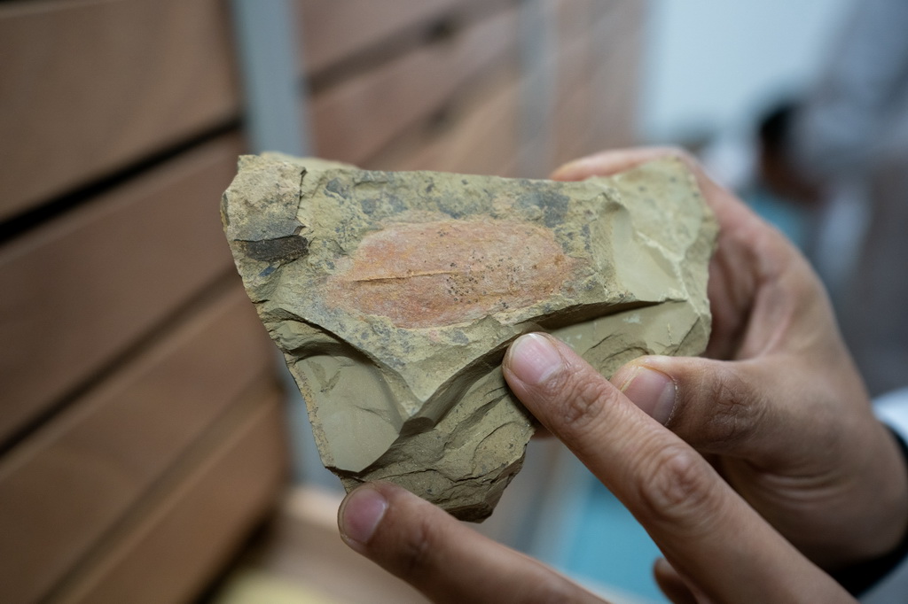 10月11日，雲南大學古生物研究院研究員劉煜在化石存放庫裡展示一塊化石。