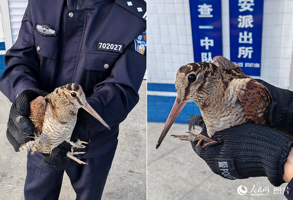 遼寧營口：救助國家二級保護動物丘鷸