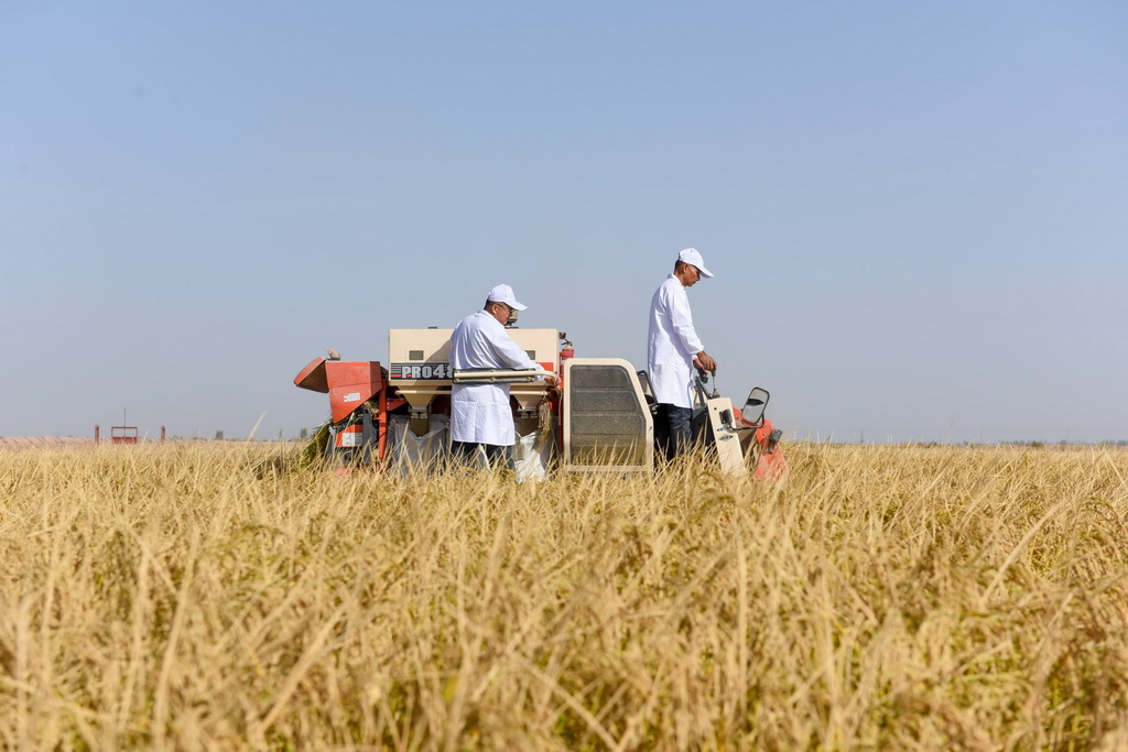 10月13日，新疆阿拉爾市測產田塊，人們操作機械收割水稻。