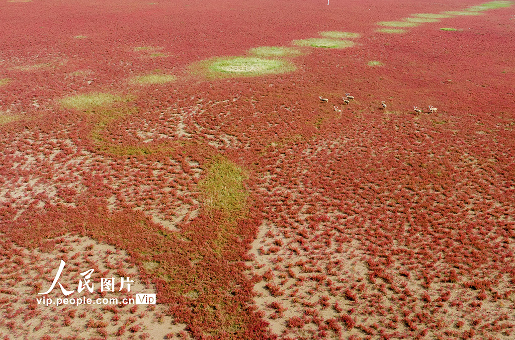 江苏东台：盐蒿红 麋鹿欢【3】--图片频道--人民网