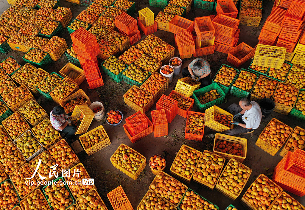 廣西恭城：月柿豐收