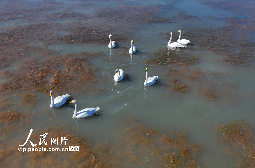 甘肅阿克塞：候鳥翔集舞翩躚【2】