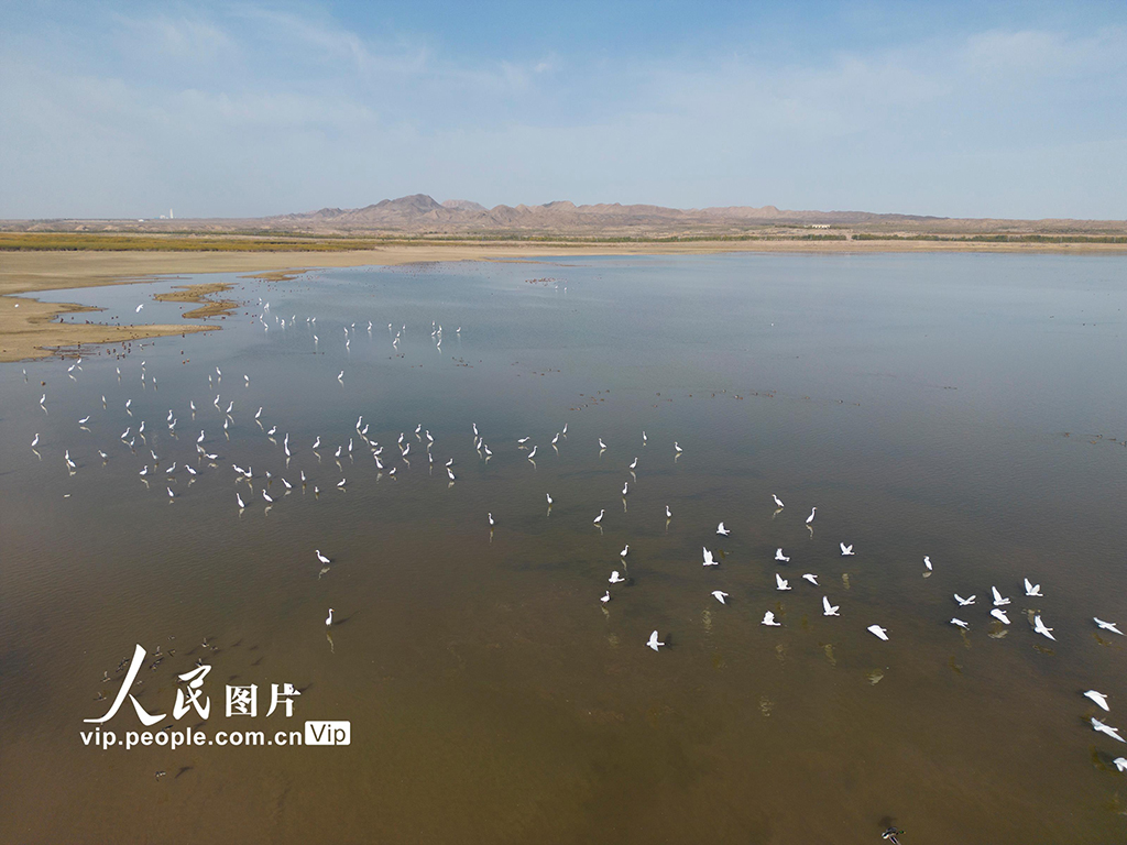 甘肅民勤：石羊河國家濕地公園迎來大批候鳥