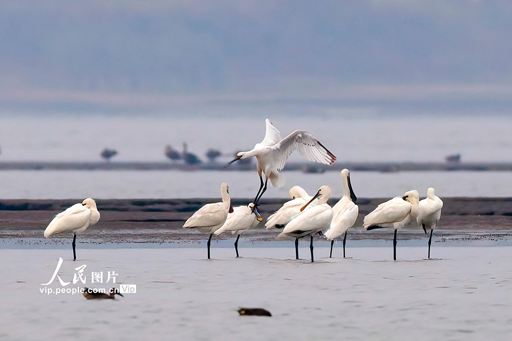 江西湖口：越冬候鳥抵達鄱陽湖濕地