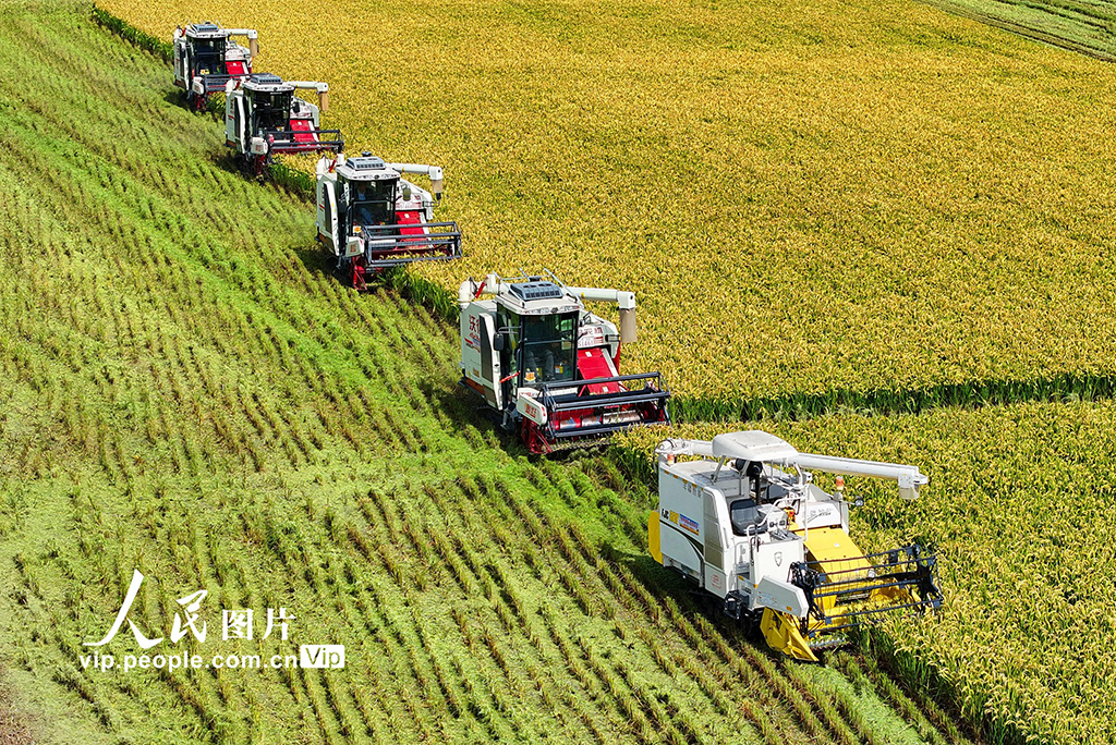  Nantong, Jiangsu: Unmanned machinery is busy harvesting rice