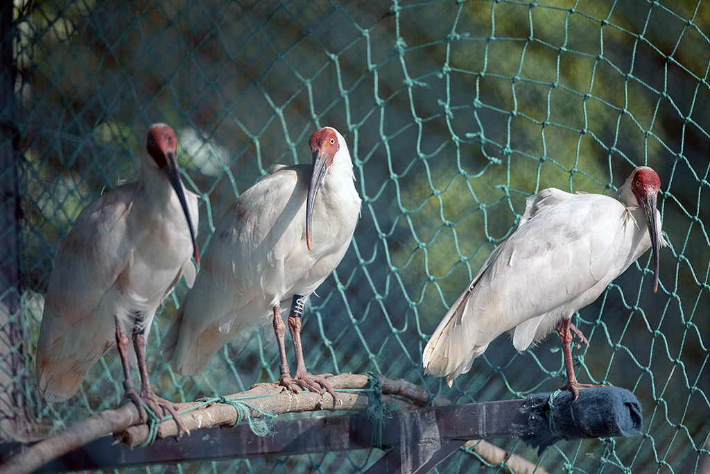 10月26日在江蘇鹽城濕地珍禽國家級自然保護區朱鹮野化訓練籠舍拍攝的待放飛的朱鹮。