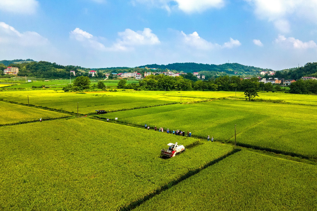 8月10日，在位於婁底市雙峰縣印塘鄉鹽井灣村的“稻再油”示范片，農機手駕駛收割機收割頭季稻谷（無人機照片）。新華社發（李建新攝）