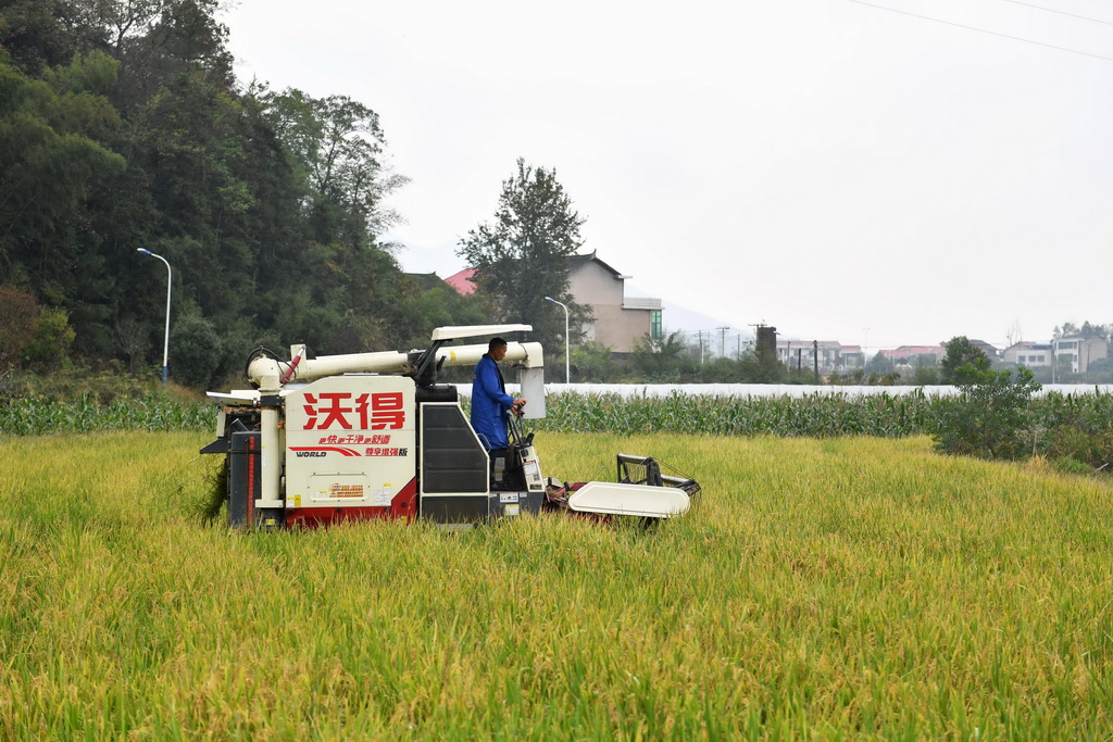 10月28日，在位於婁底市雙峰縣永豐街道鬆坪村的“稻再油”示范片，農機手駕駛收割機收割再生季稻谷。新華社記者 陳振海 攝