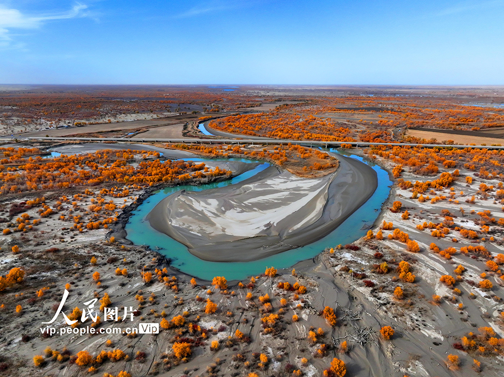 新疆塔里木河：湿地胡杨进入最佳观赏期