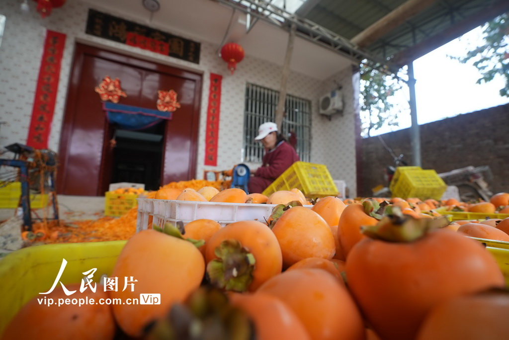 2023年11月4日，富平县曹村镇马家坡村民给�{子削皮，加工�{饼。