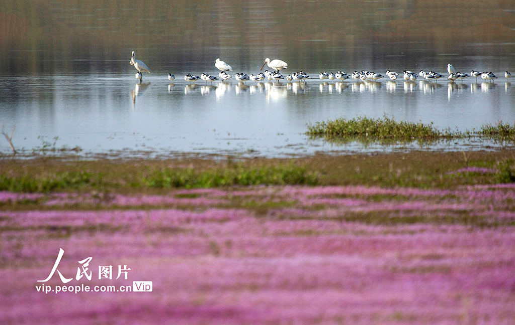 江西都昌：鄱阳湖迎来越冬候鸟迁徙高峰