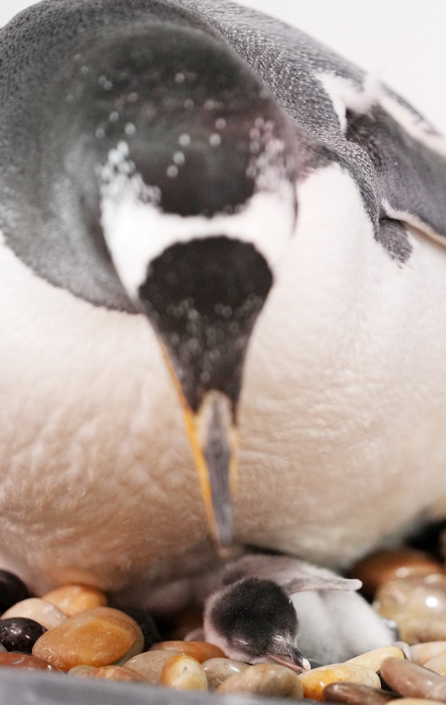 11月8日，企鵝媽媽在照顧企鵝寶寶。