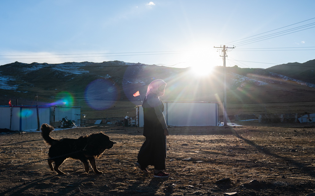 在西藏當雄縣納木湖鄉達布村的冬季放牧點，牧民在和藏獒玩耍（11月10日攝）。新華社發（丁增尼達 攝）