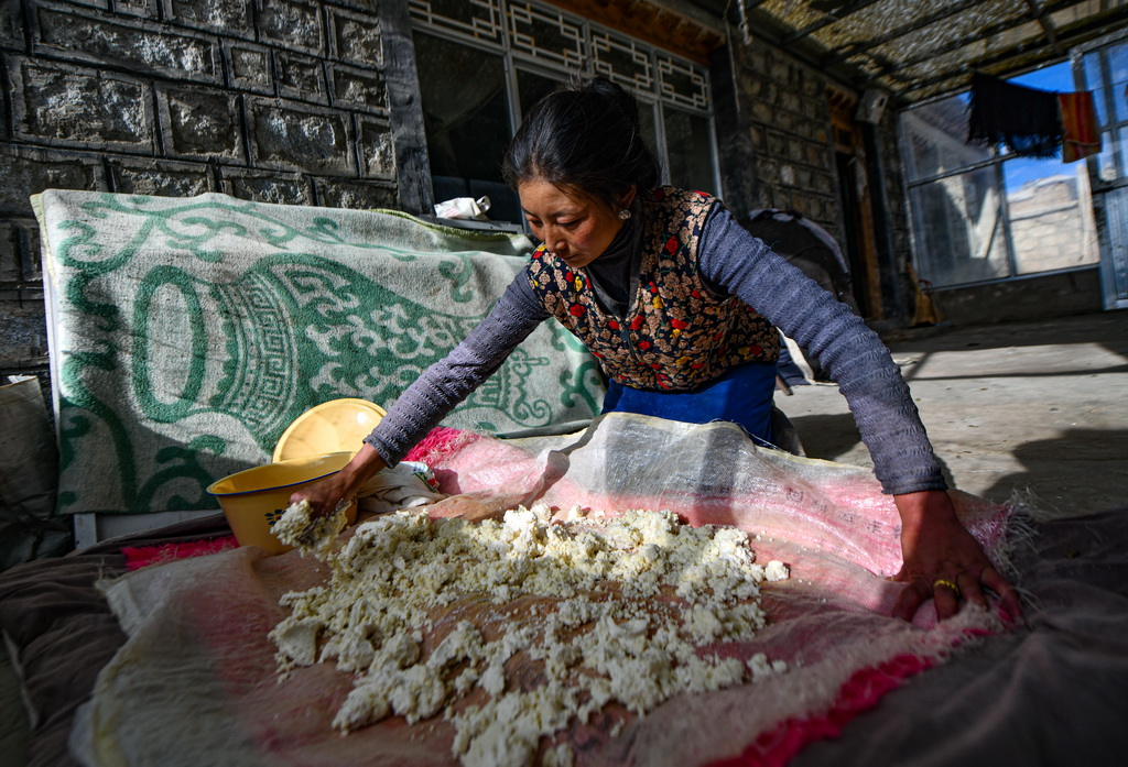 在西藏當雄縣納木湖鄉達布村的冬季放牧點，牧民在制作奶渣（11月10日攝）。新華社記者 晉美多吉 攝