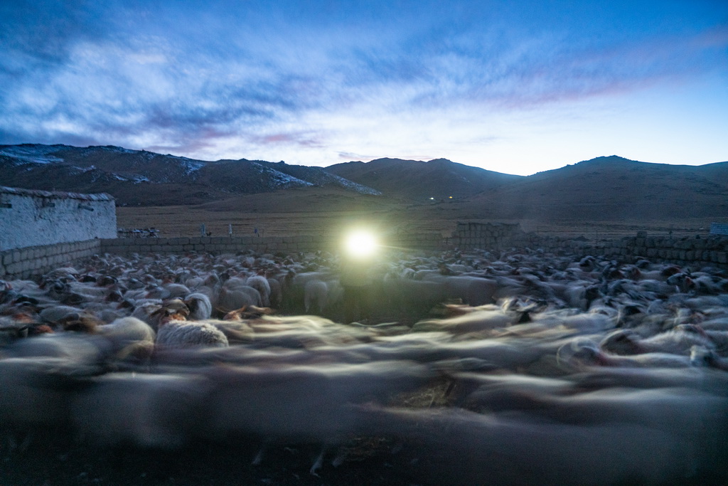 在西藏當雄縣納木湖鄉達布村的冬季放牧點，雲丹的父親玉珠在清點羊群數量（11月10日攝）。新華社發（丁增尼達 攝）