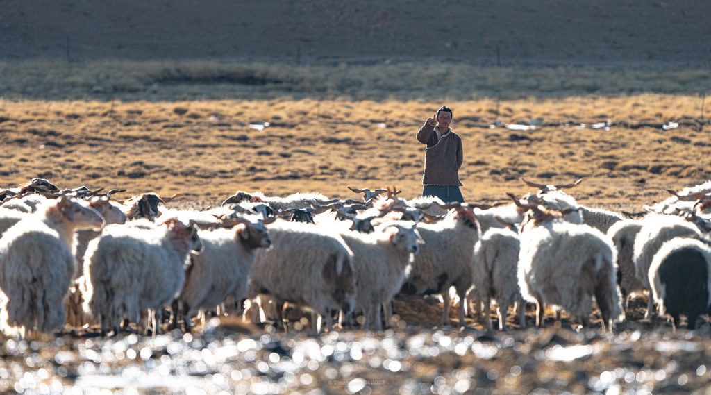 在西藏當雄縣納木湖鄉達布村的冬季放牧點，雲丹在放牧（11月10日攝）。新華社發（丁增尼達 攝）