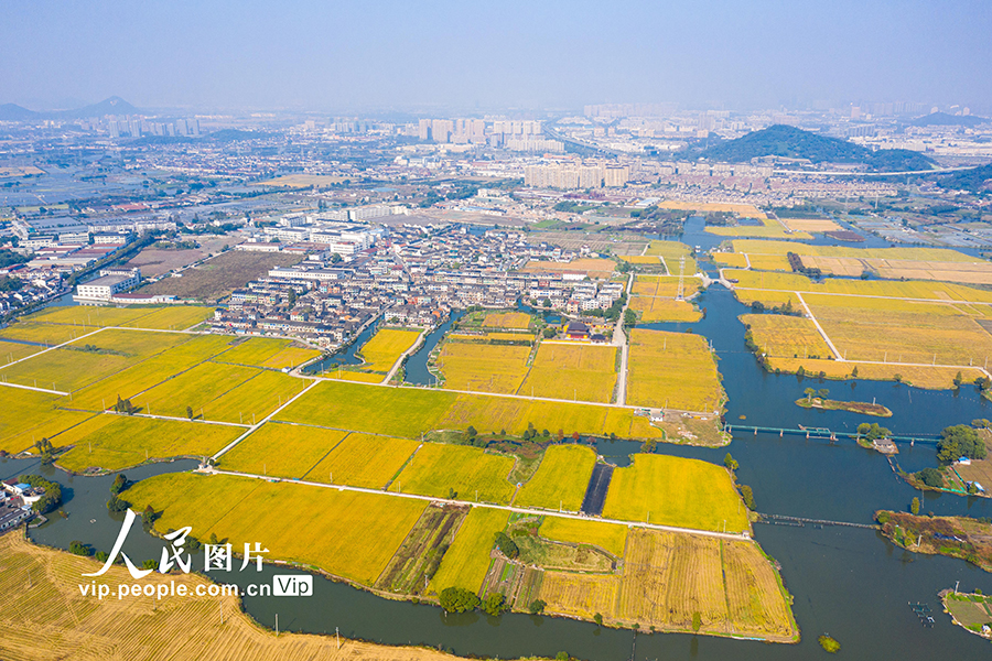 2023年11月14日，航拍浙江省紹興市柯橋區蘭亭街道田園景色，黃色的水稻星羅密布於濕地之上，形成一幅“魚米之鄉”的秋收畫卷。