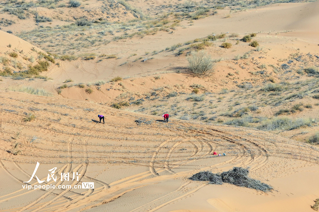 内蒙古鄂尔多斯：沙漠腹地治沙忙