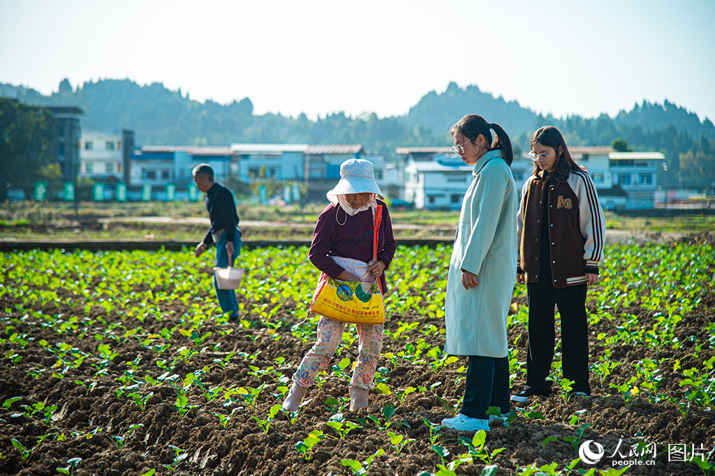 初冬时节，四川省南充市蓬安县的农技专家走进田间地头指导村民们抢抓农时种植小麦和蔬菜等小春作物。