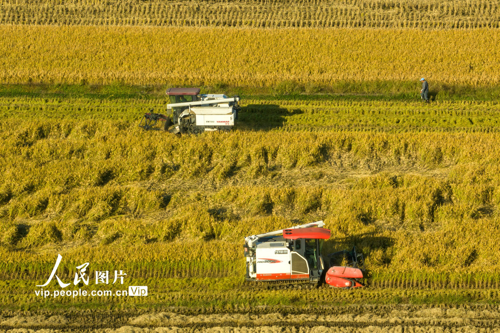 2023年11月21日，浙江省余姚市黄家埠镇上塘村农机手在田间收割晚稻。
