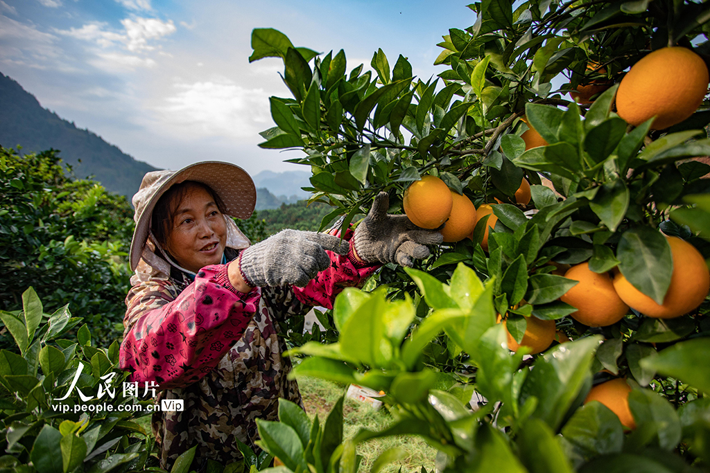 重慶秀山：採摘臍橙供市場