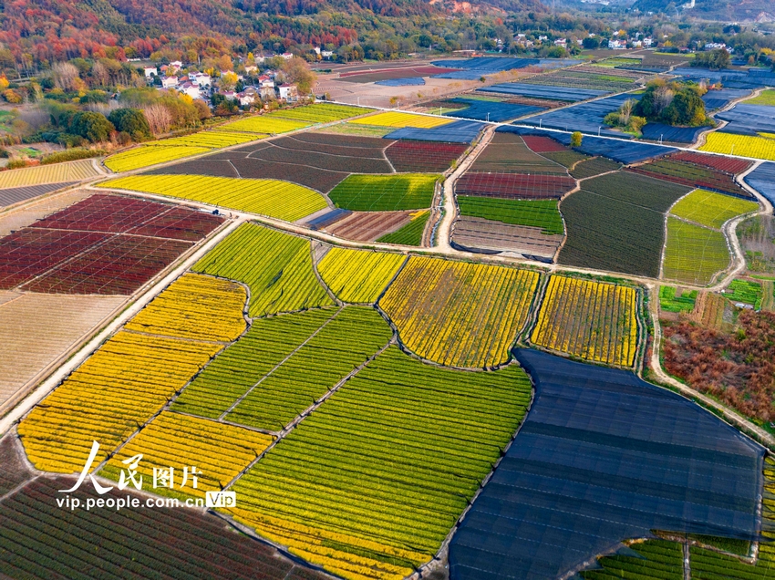 2023��11��24�գ��������ڣ�ͭ�����尲��˳����Ҷ���廨����ľ������ɫ�ʰ�쵣���Զɽ����ׯ����һ��������԰������