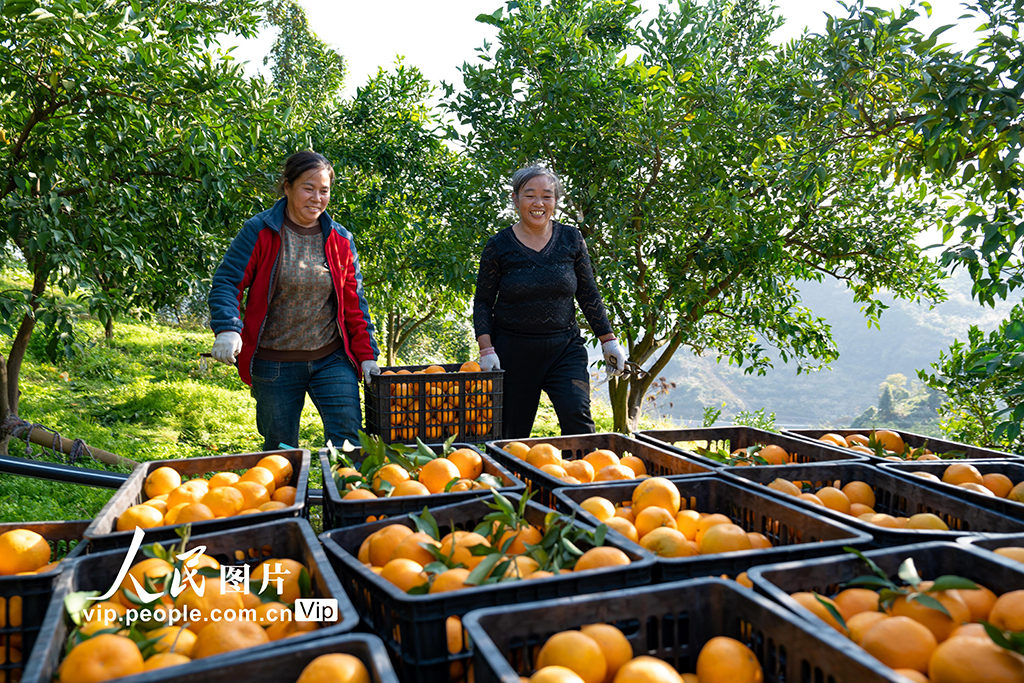 重慶秀山：柑橘喜豐收