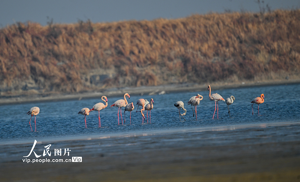 江蘇東台：火烈鳥在濕地翩翩起舞【8】