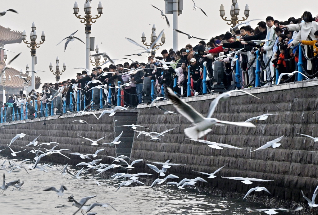 12月9日，游客在山東省青島市棧橋景區賞鷗、游玩。