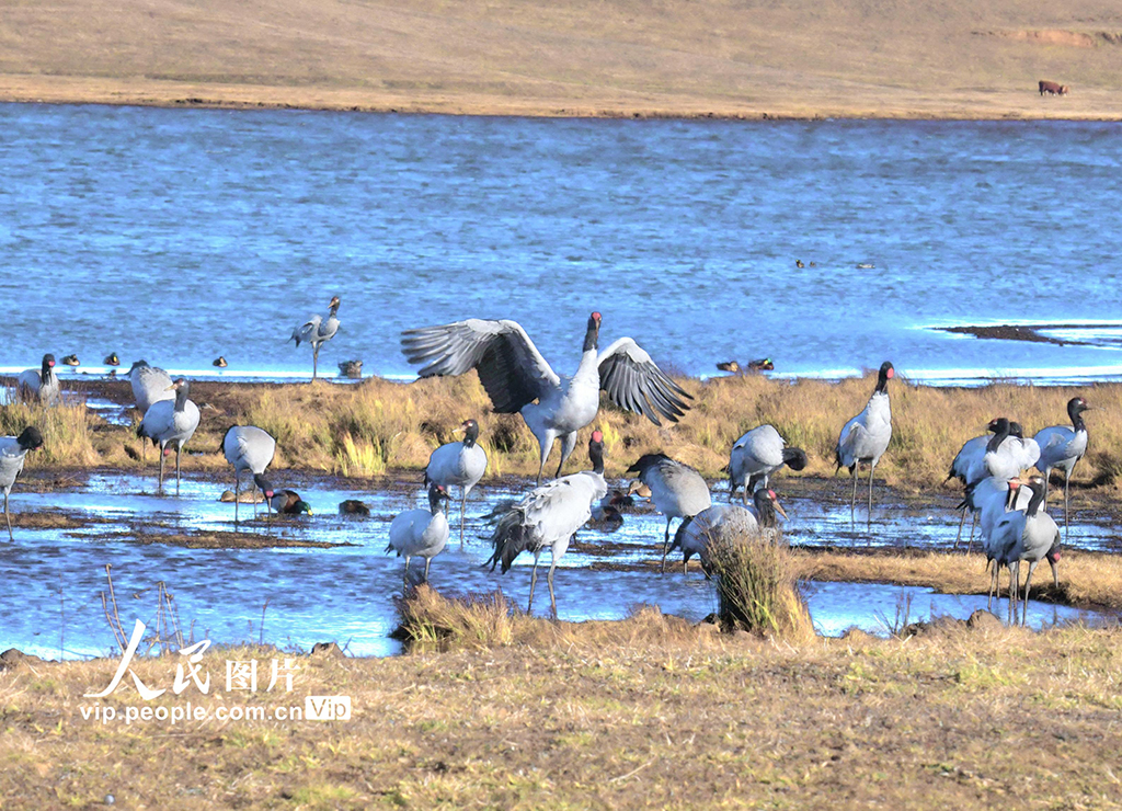 雲南昭通：“鳥類大熊貓”黑頸鶴陸續抵達過冬【4】