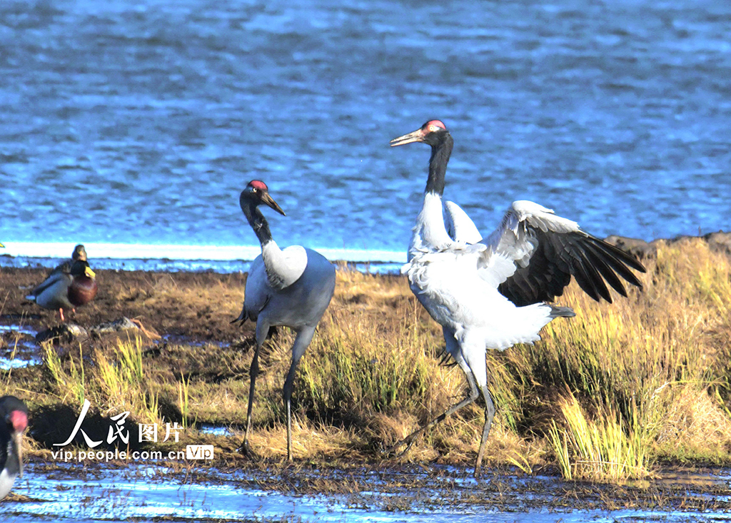 雲南昭通：“鳥類大熊貓”黑頸鶴陸續抵達過冬【2】