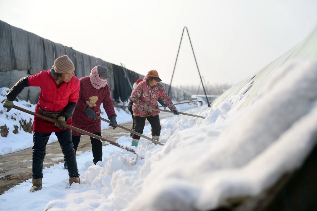 12月11日，在河北省石家庄市欒城區崗頭村，種植戶在清理大棚上的積雪。新華社記者 王曉 攝