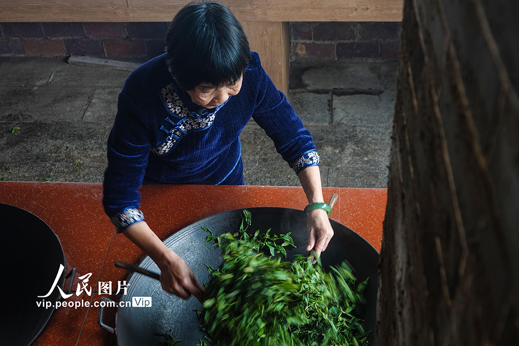 廣西蒼梧：六堡茶制作技藝傳承永續