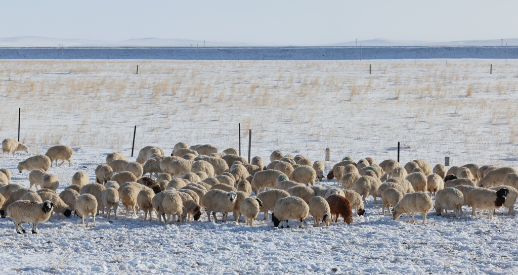 12月13日，羊群在草原上覓食。新華社記者 王楷焱 攝