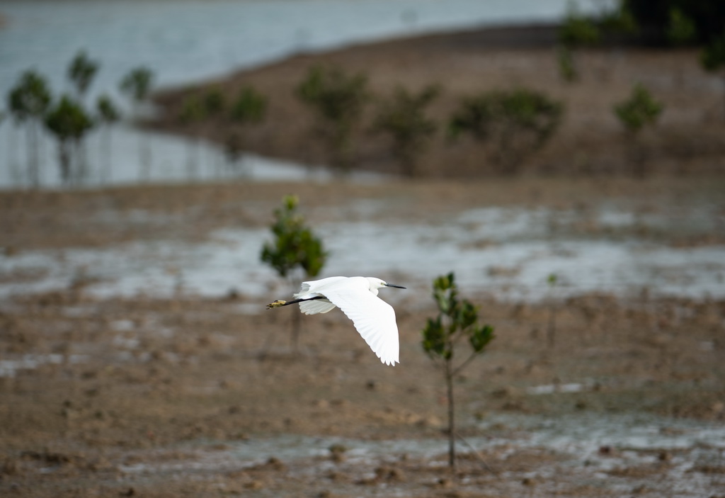 一隻黑臉琵鷺在海南新盈紅樹林國家濕地公園飛翔（12月27日攝）。新華社記者 樊雨晴 攝