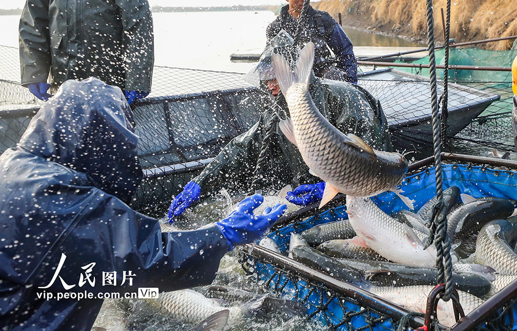 江蘇淮安：人歡魚躍迎新年【2】