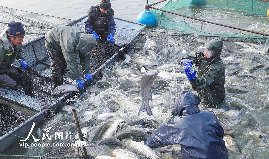 江蘇淮安：人歡魚躍迎新年【4】