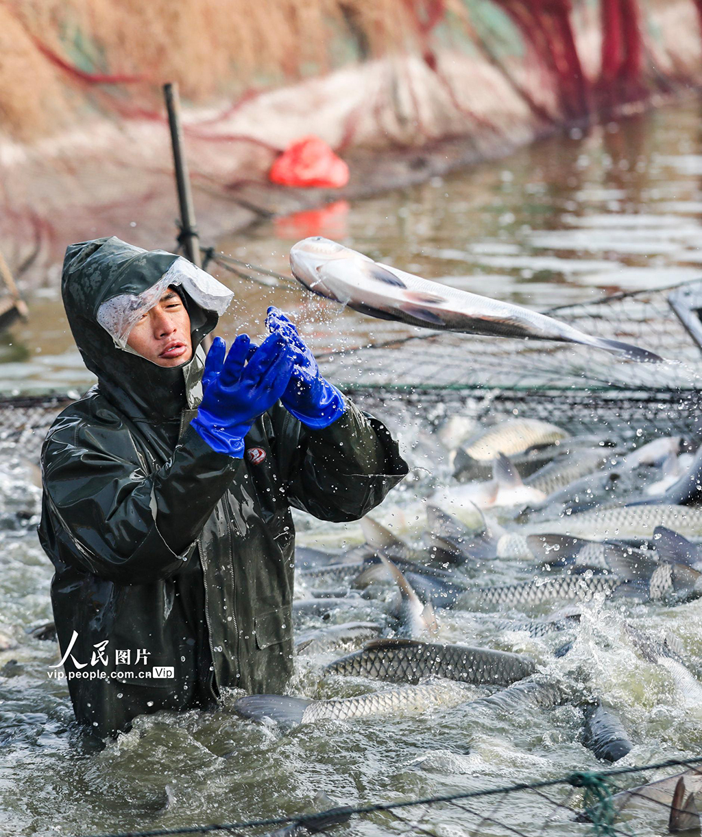 江蘇淮安：人歡魚躍迎新年【7】