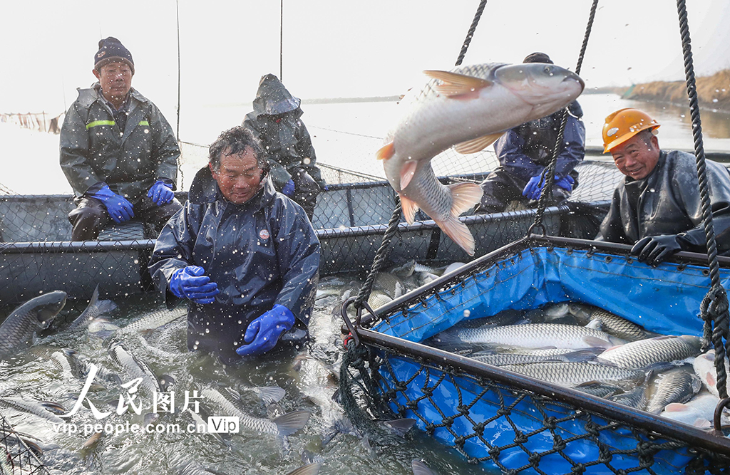 江蘇淮安：人歡魚躍迎新年【9】