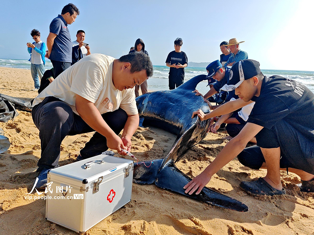 海南三亞：緊急救助擱淺鯨魚