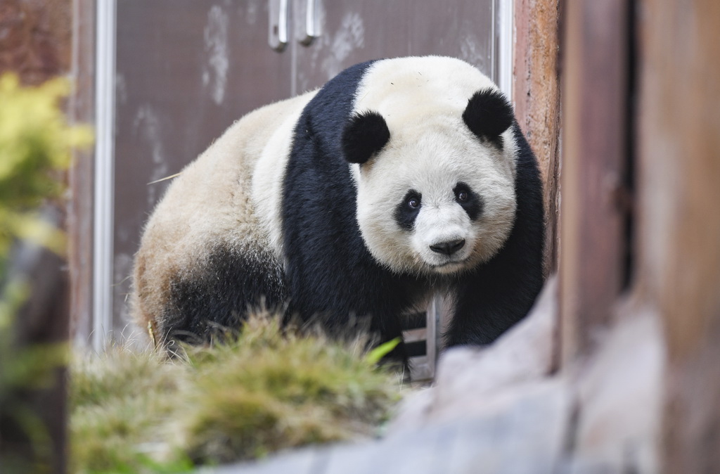 這是1月3日在重慶永川樂和樂都動物主題樂園熊貓館拍攝的大熊貓“巧月”。