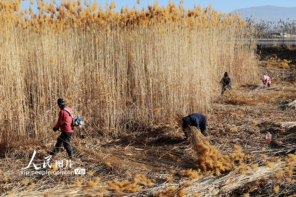 甘肅張掖：濕地蘆葦迎來採收季