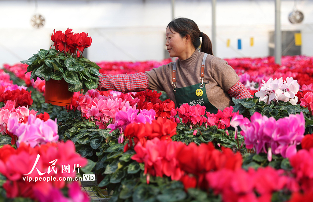 ɽ����ī�������ܾ��á�����������5��