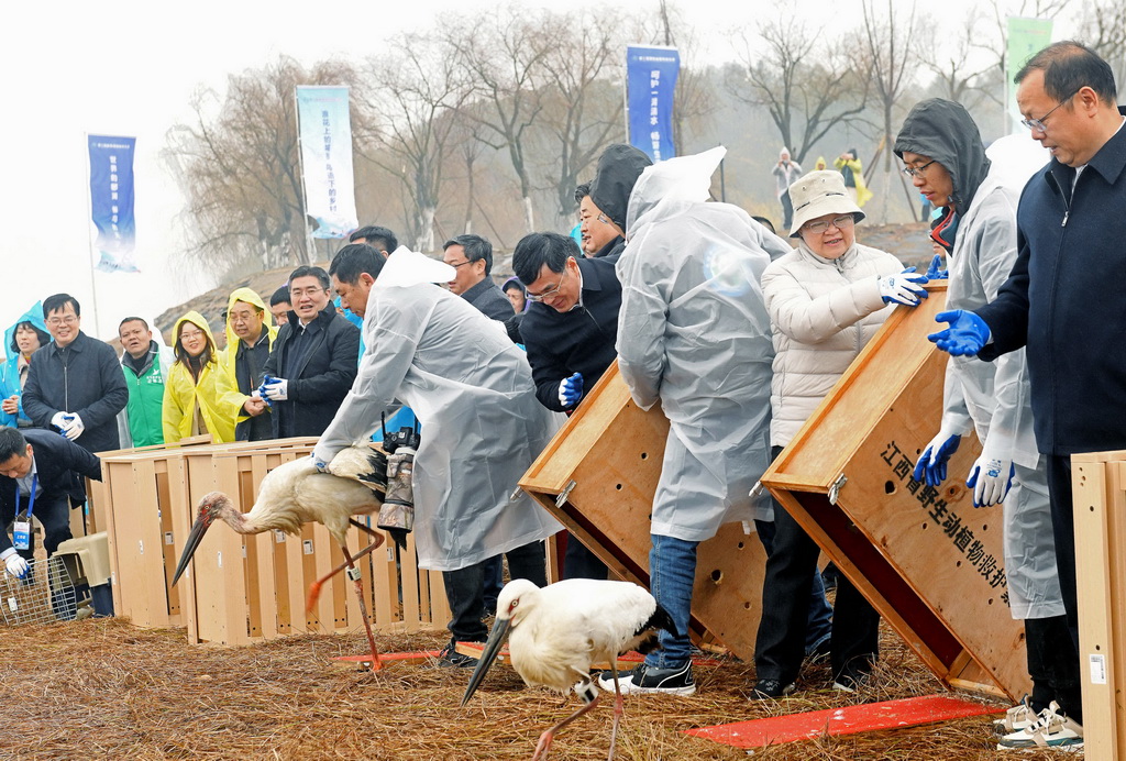 1月8日，在位於江西省鄱陽縣的鄱陽湖國家濕地公園，工作人員將東方白鸛等被救助的候鳥放歸大自然。新華社發（卓忠偉 攝）