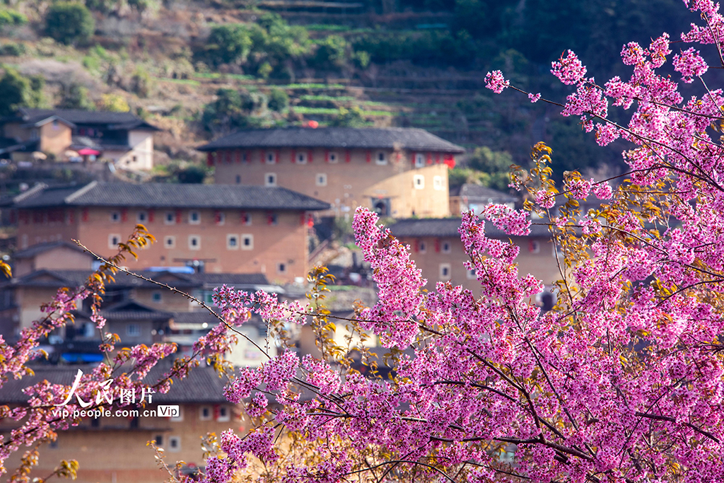  Zhangzhou, Fujian: Cherry Blossoms Bloom in Tianluokeng Tulou Cluster