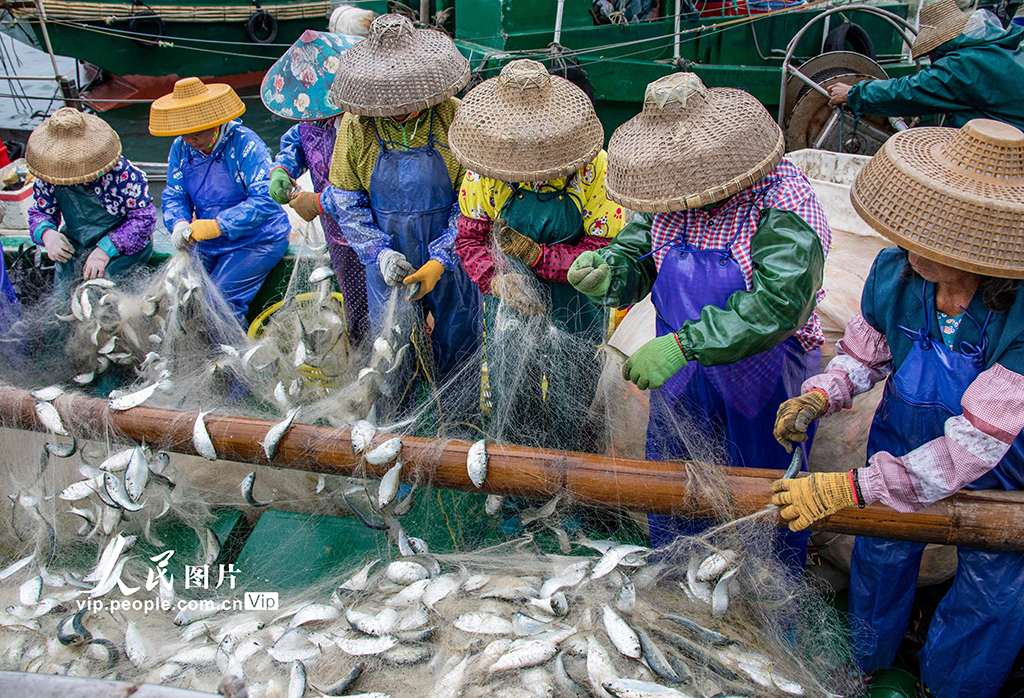 Zhanjiang, Guangdong: busy collecting fish at Wailuo Port