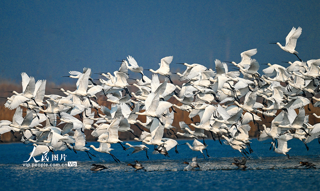 江蘇東台：大批白琵鷺在條子泥濕地停歇